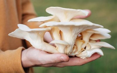 The Therapeutic Power of Mushrooms: A Journey Through History and Science